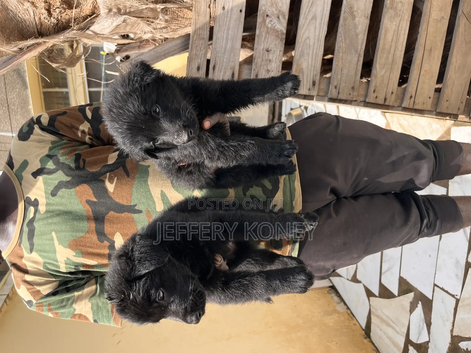 1-3 months Male Purebred German Shepherd