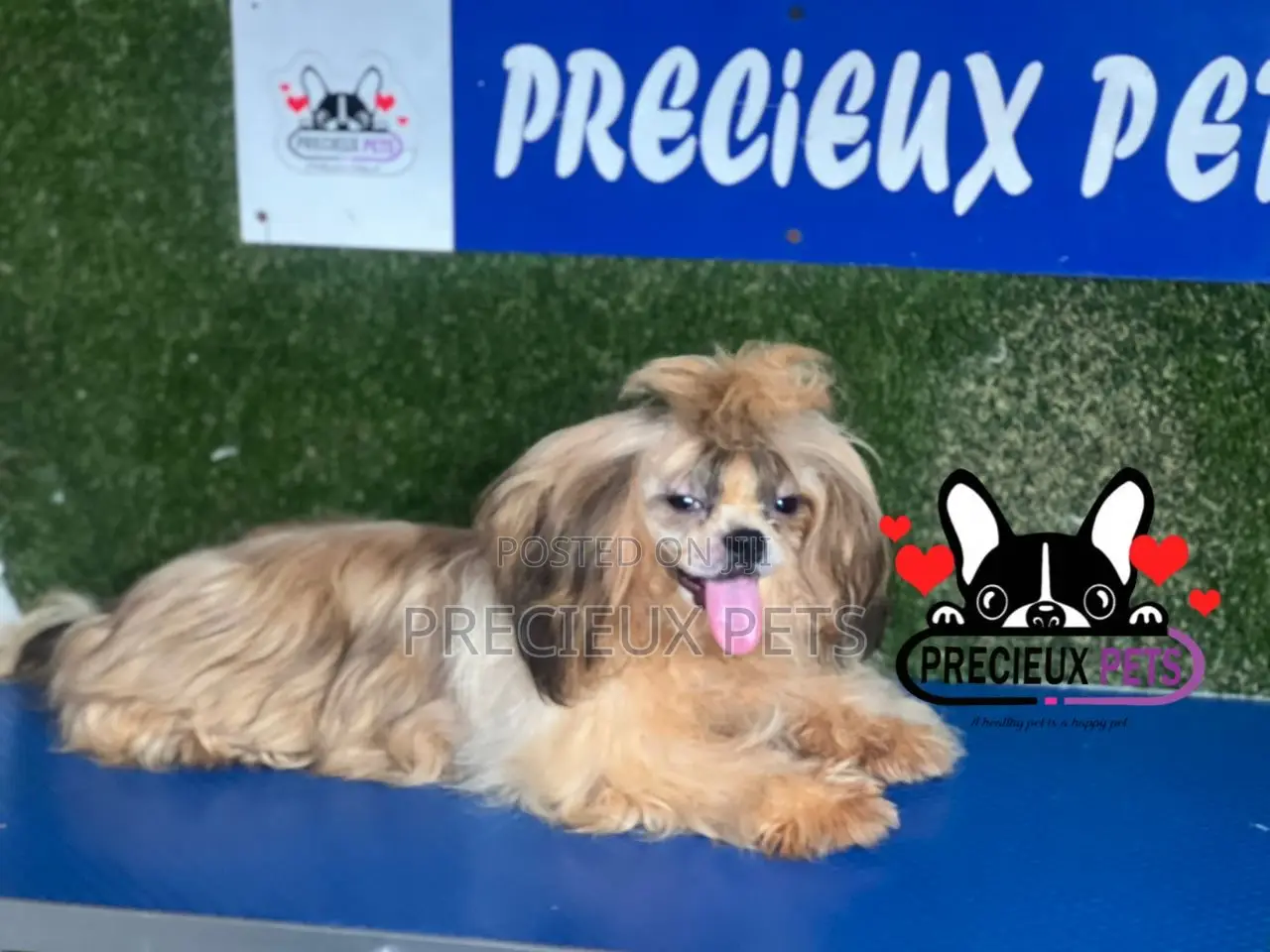 3-6 months Female Purebred Shih Tzu
