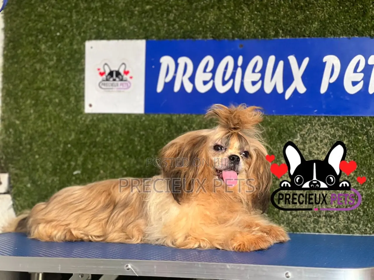 3-6 months Female Purebred Shih Tzu