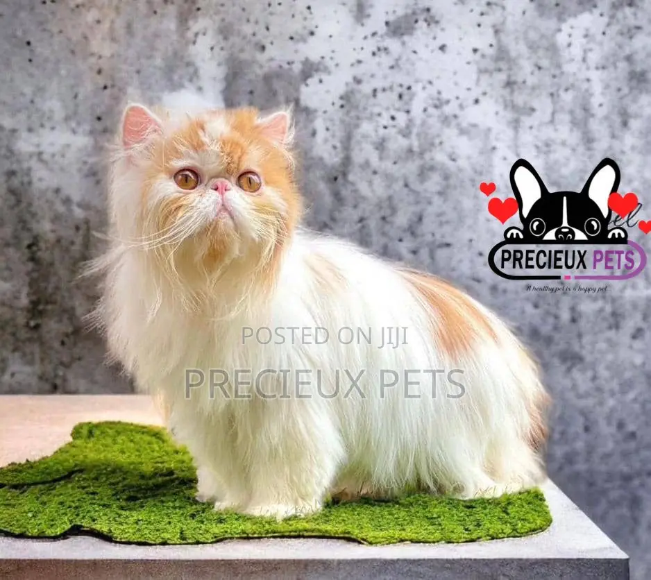 1+ year Male Purebred Persian