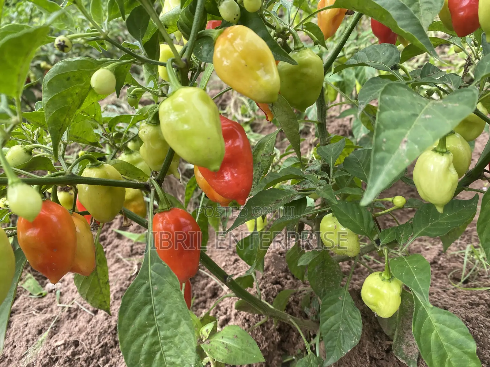 Red Habanero Pepper, Very Hot, Long Shelf Life, Non Hybrid,