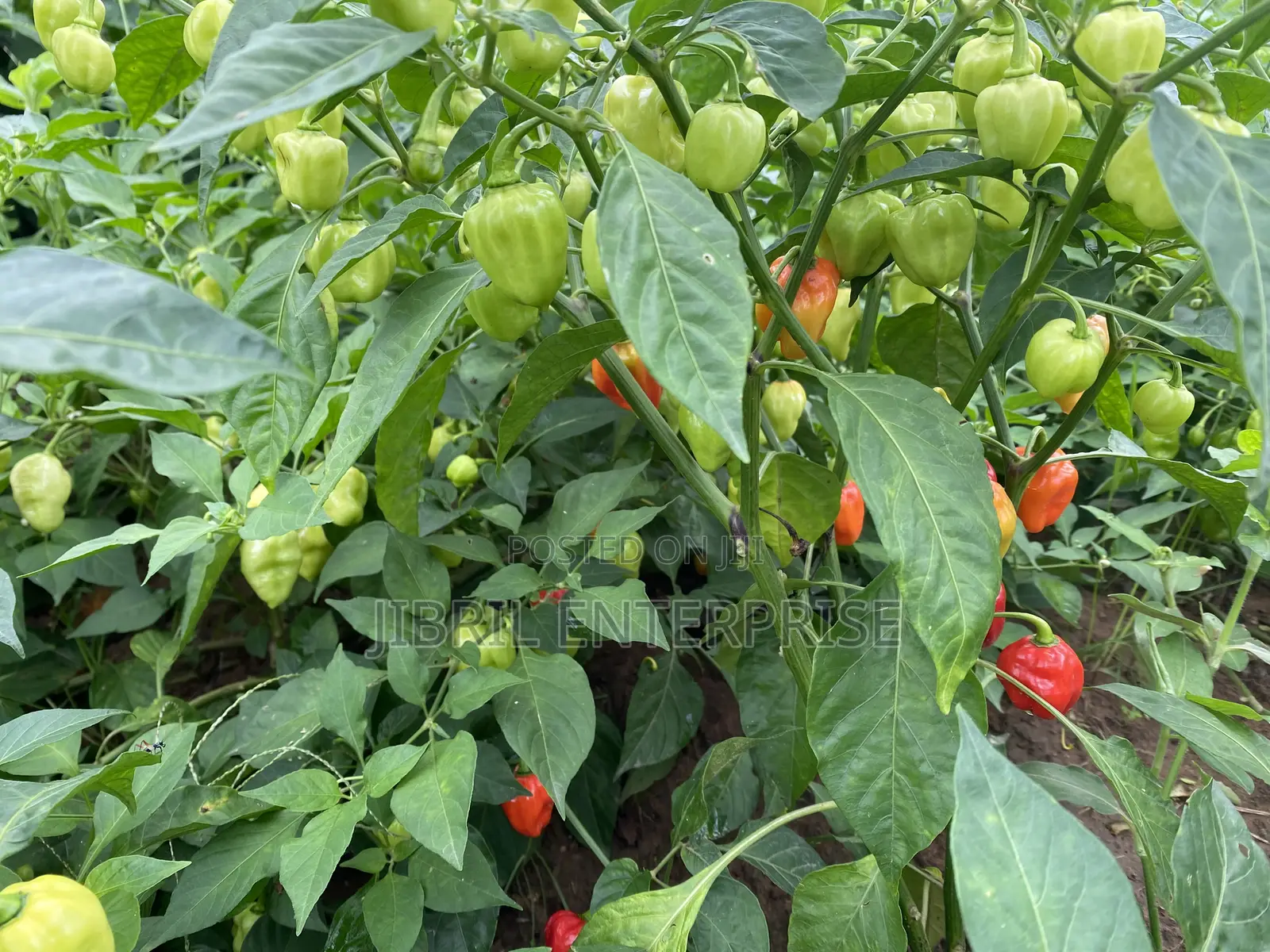 Red Habanero Pepper, Very Hot, Long Shelf Life, Non Hybrid,