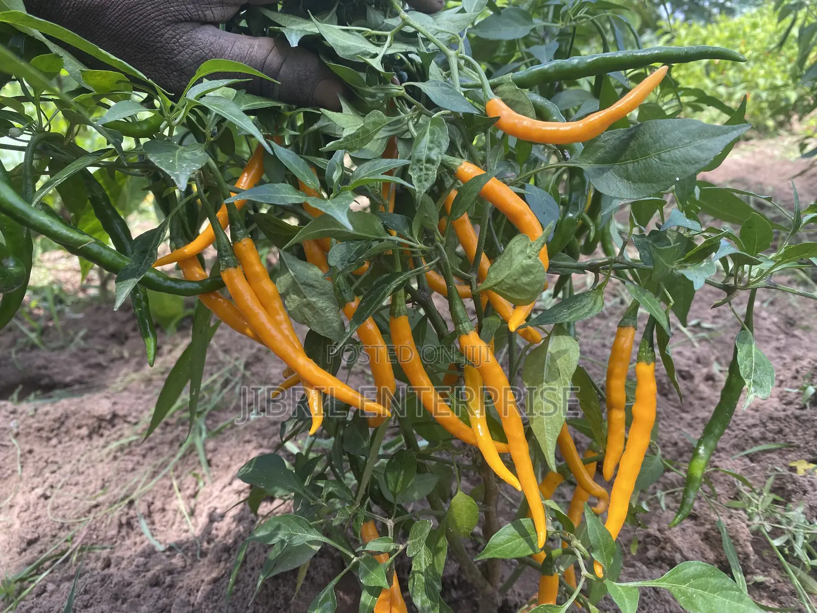African Yellow Chilli Pepper, Non Hybrid, High Yielding