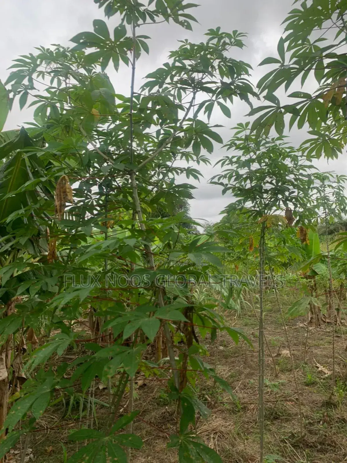 Titled and Fenced Land for Sale at Amasaman Ayikai Doblo