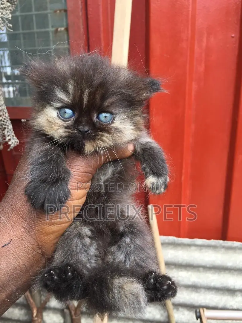 1-3 months Male Purebred Persian