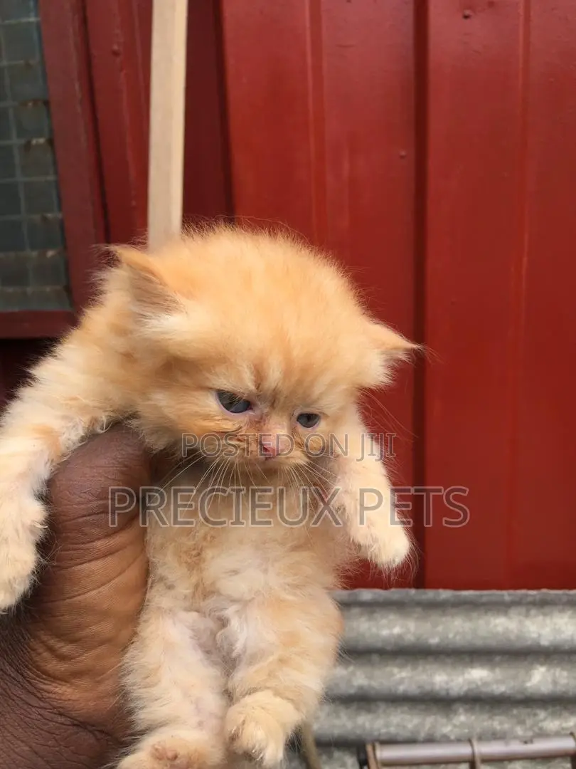 1-3 months Female Purebred Persian