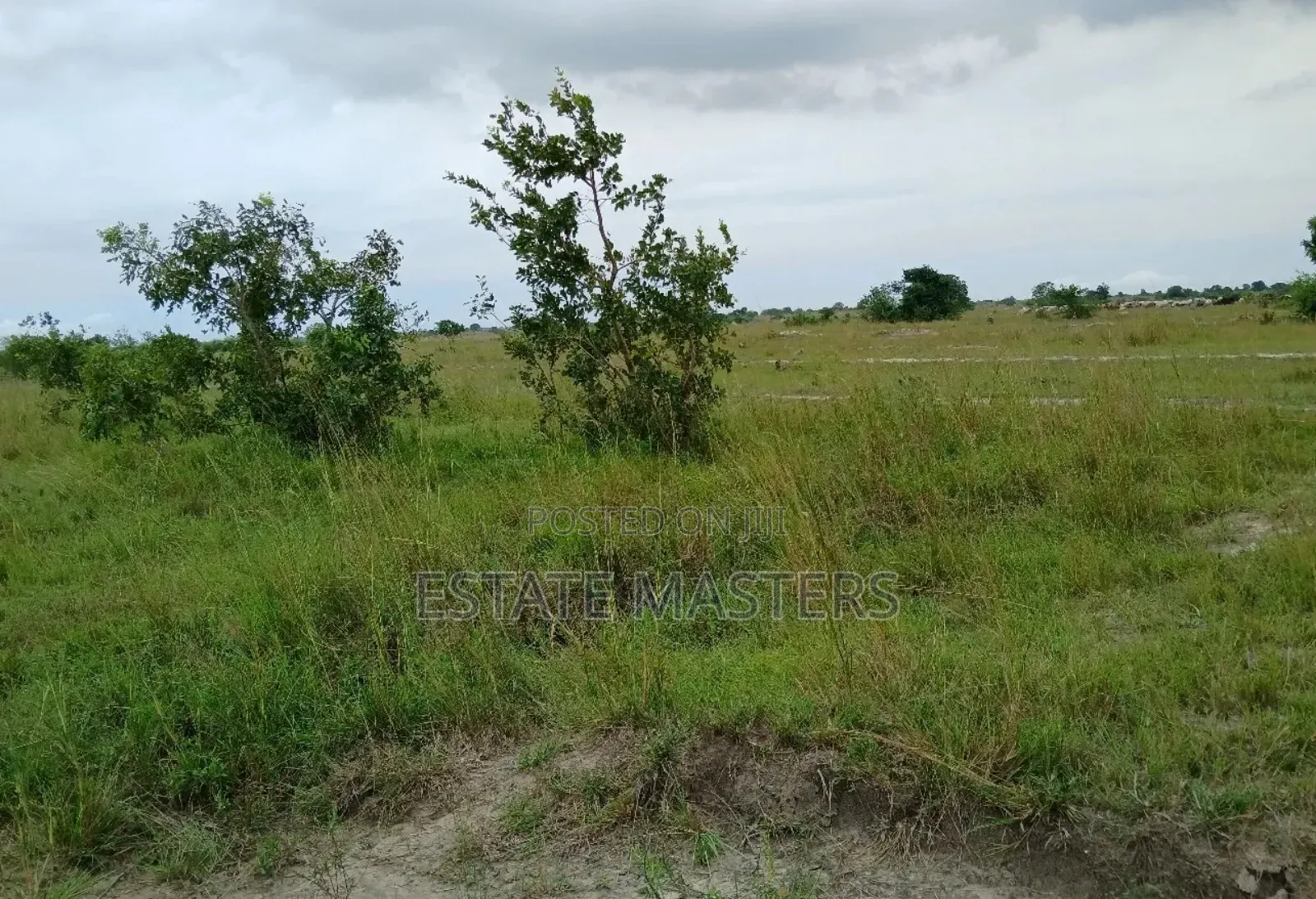 Grab a Litigation Free Land at Tsopoli
