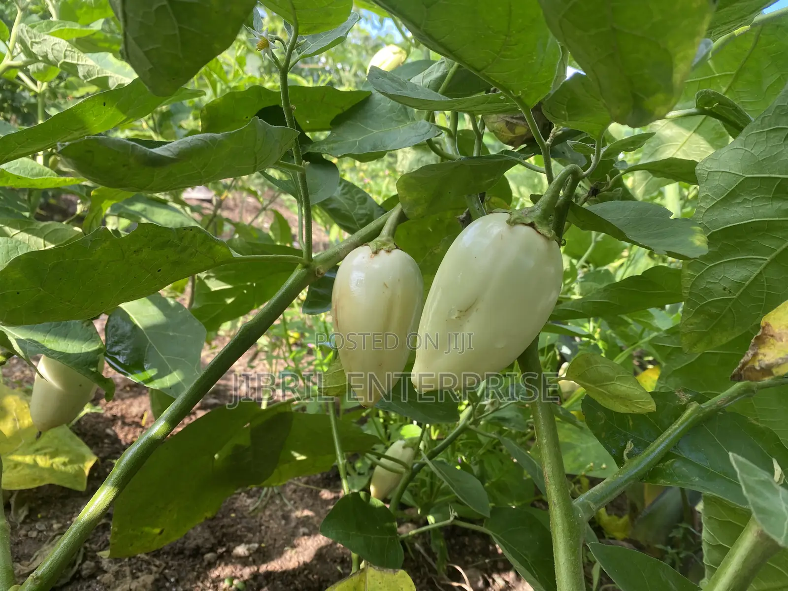West African Eggplant