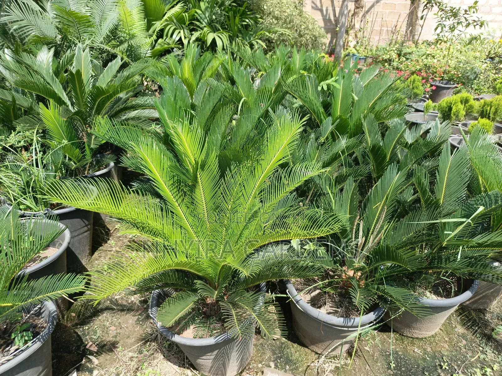 Sago Palms