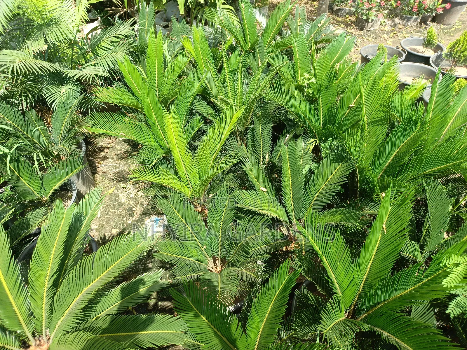Sago Palms