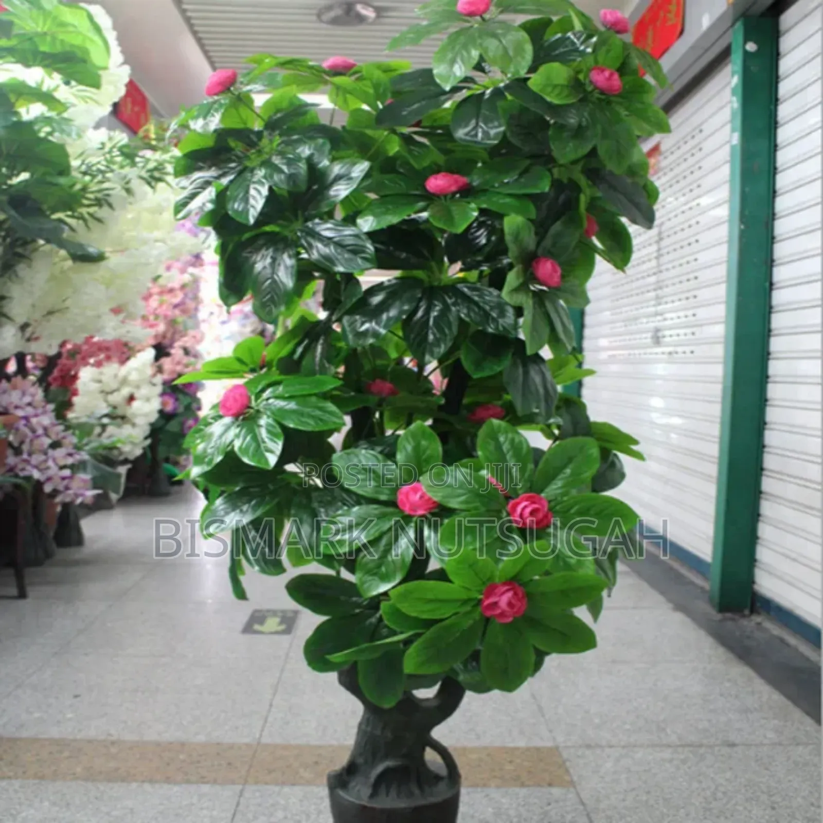 Plant For Sale