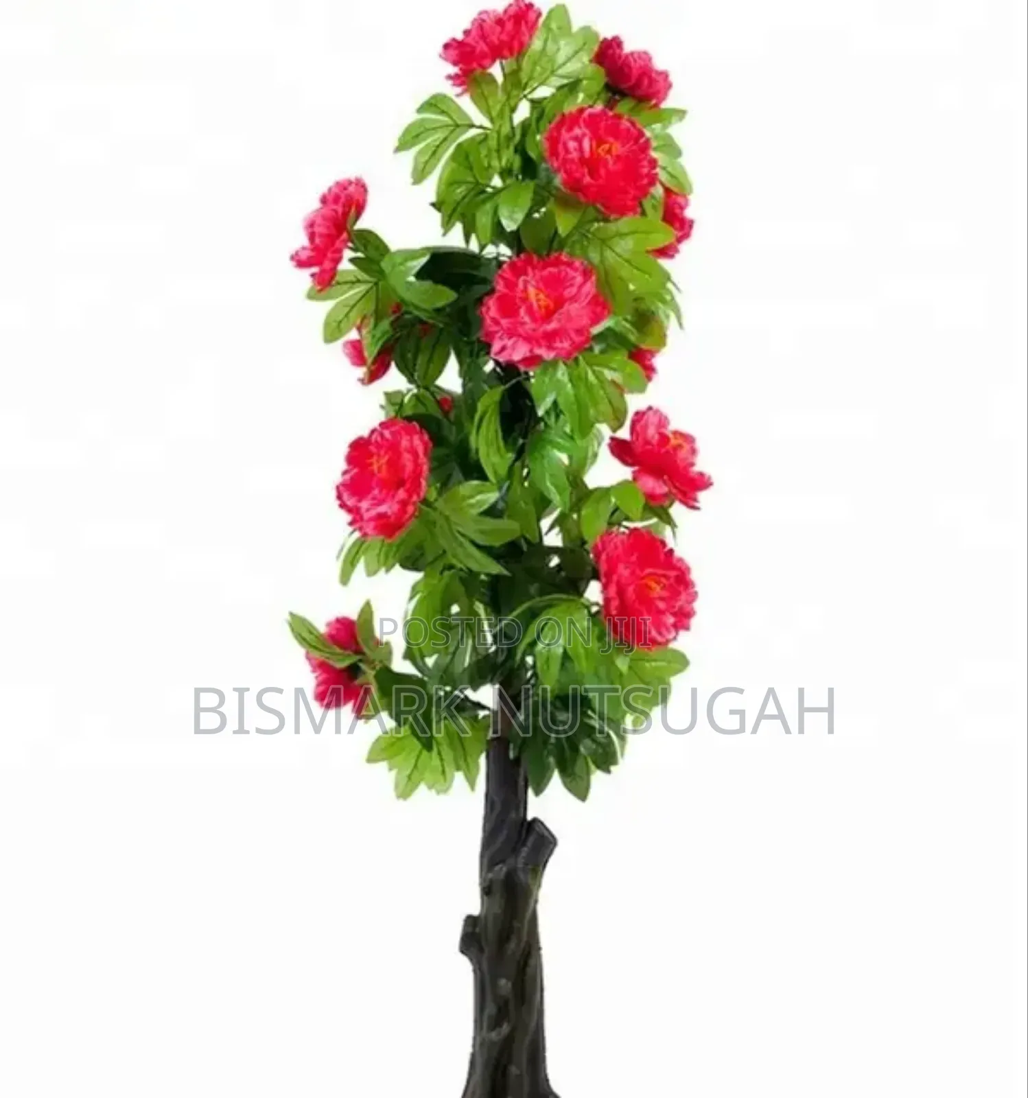Plant For Sale
