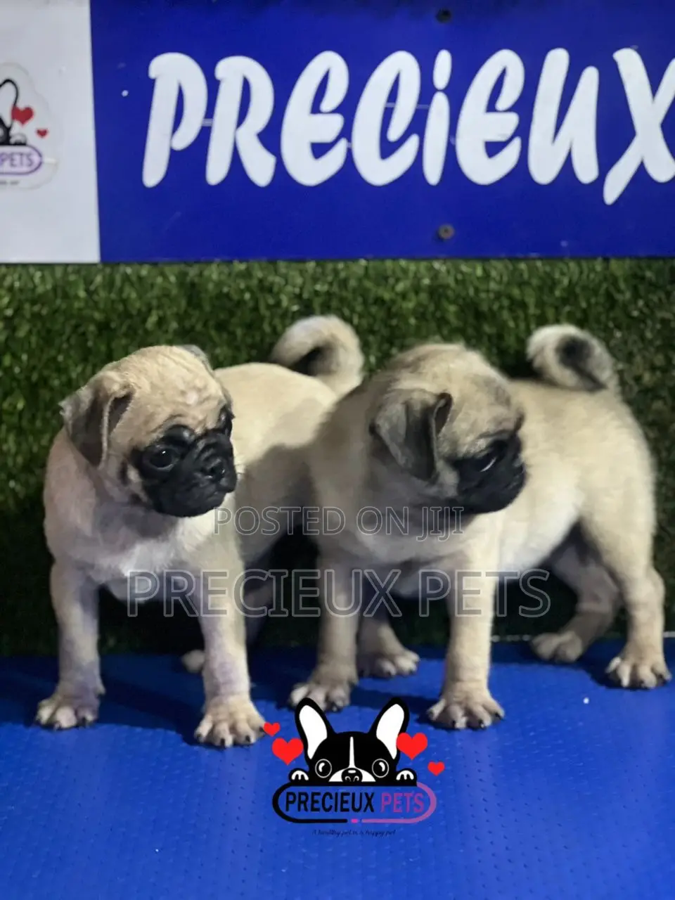 1-3 months Female Purebred Pug