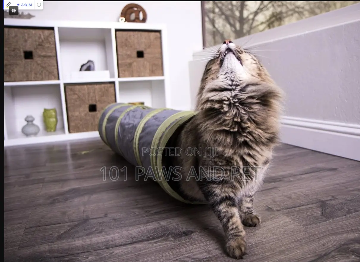 Cat Tunnel