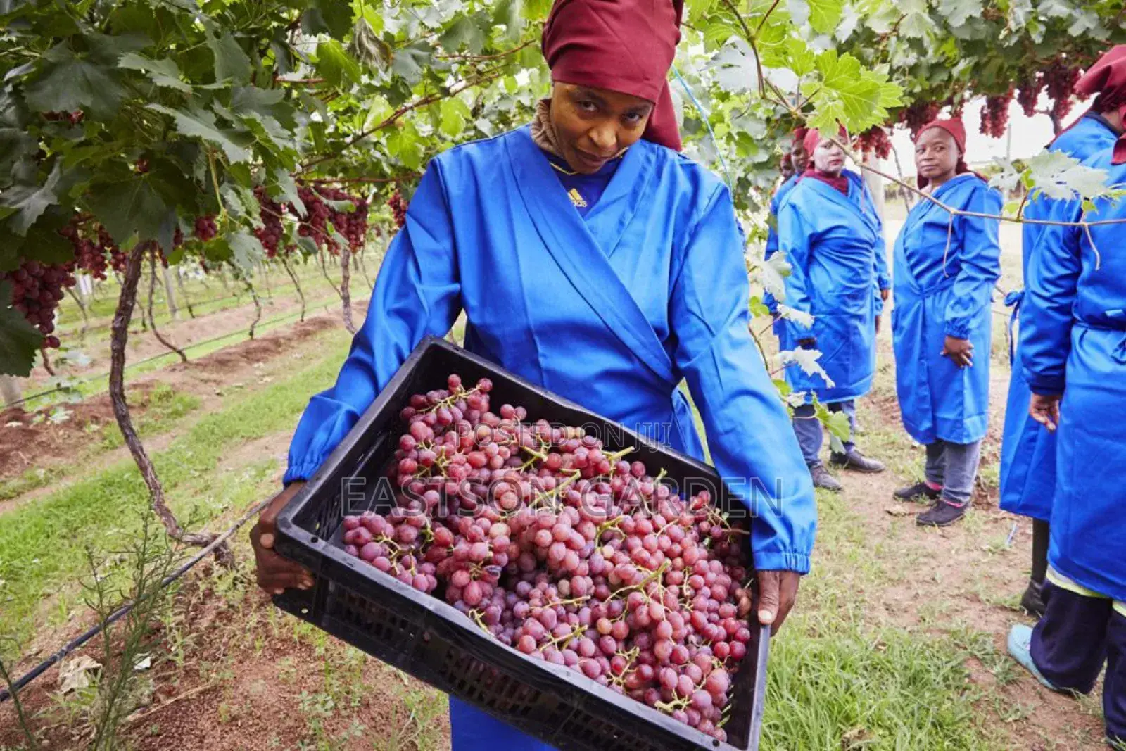 Jumbo Hybrid Grapes