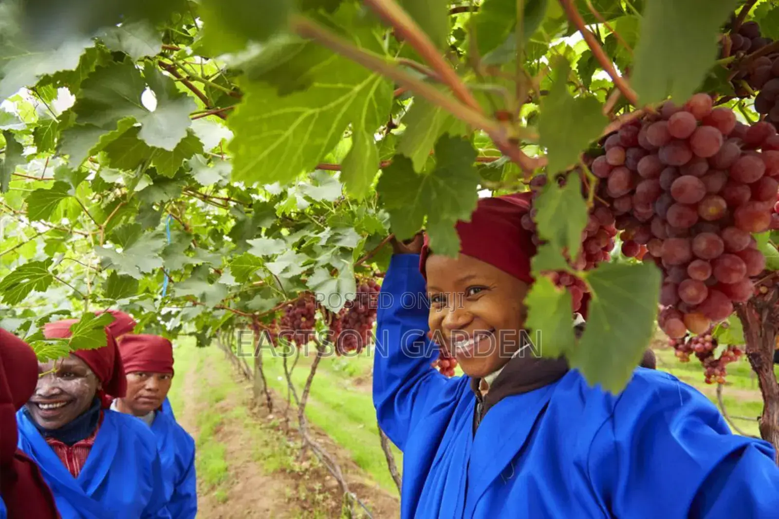 Jumbo Hybrid Grapes