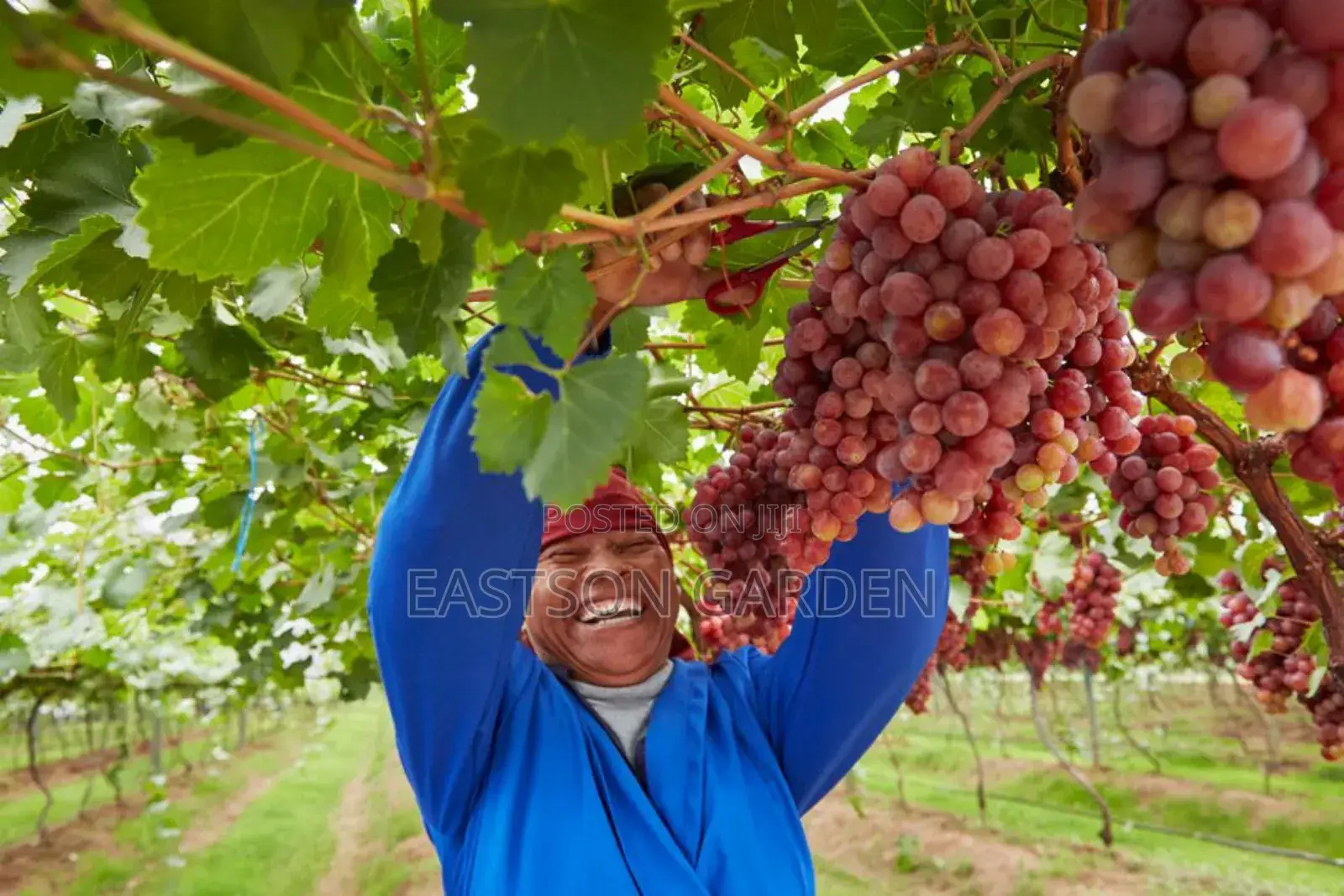 Jumbo Hybrid Grapes