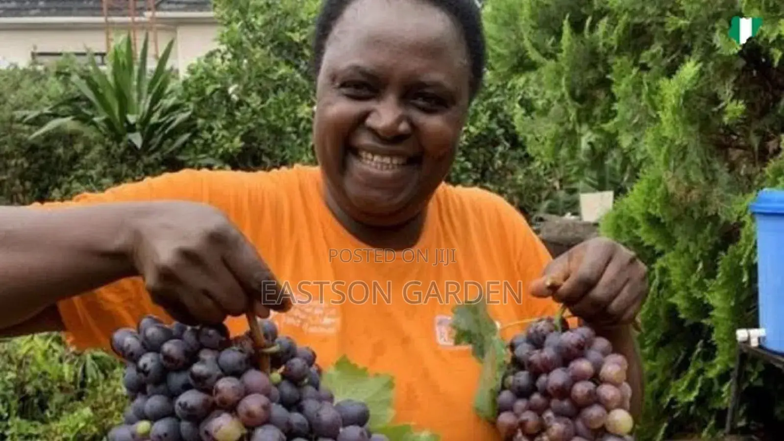 Jumbo Hybrid Grapes