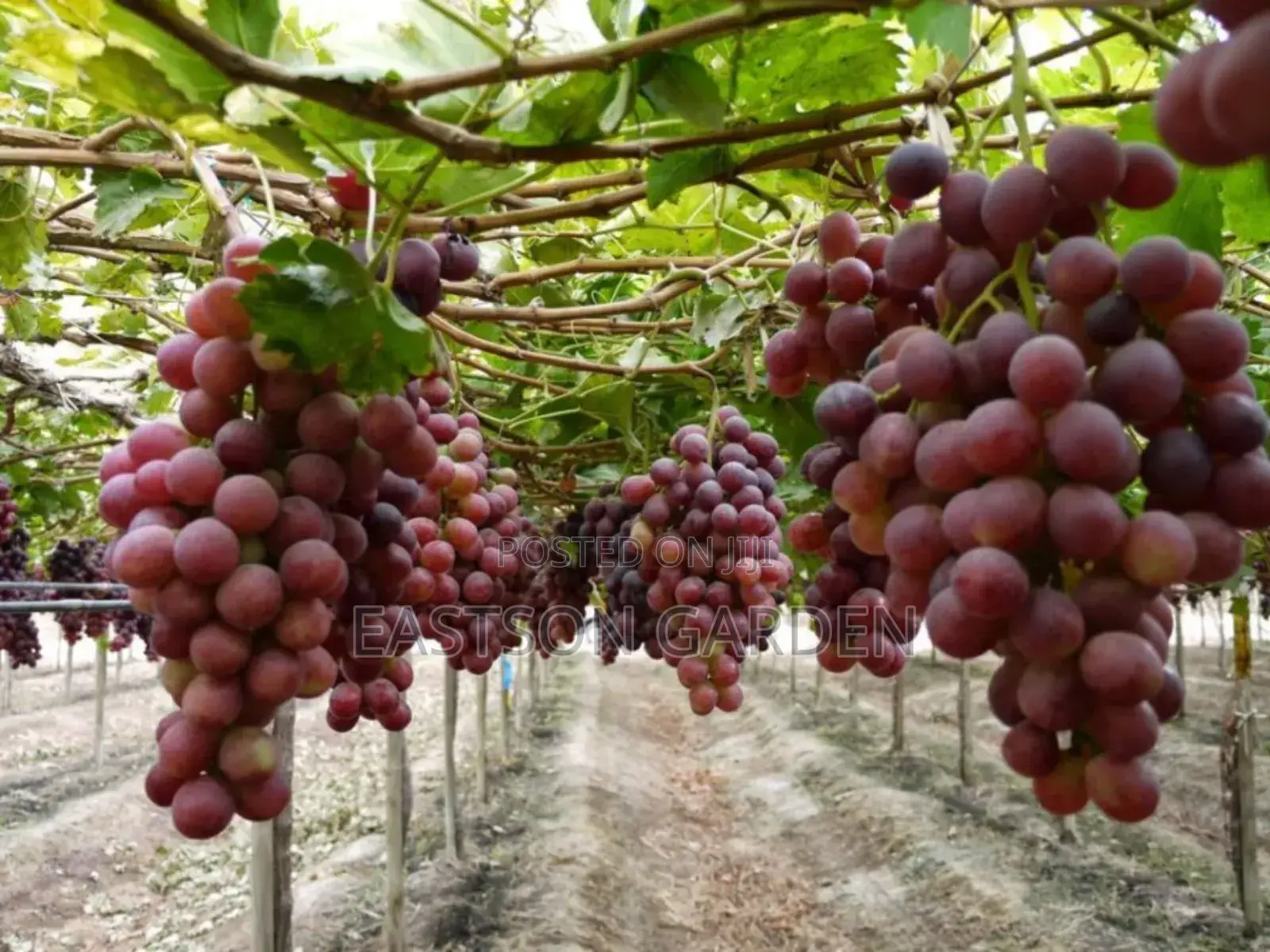 Jumbo Hybrid Grapes