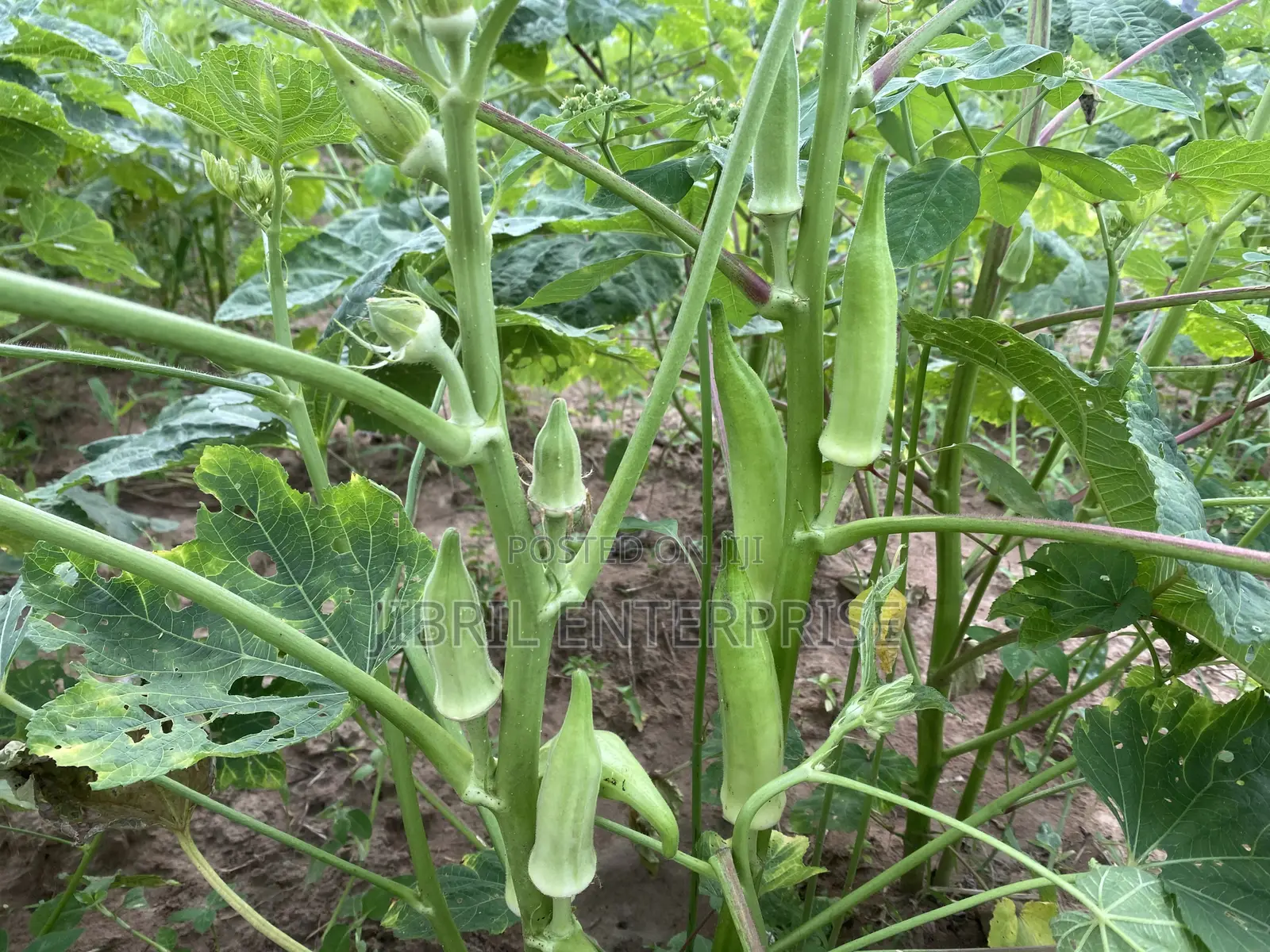 Angola Okro, African Spineless Okro (Abelmoscus Esculentus)