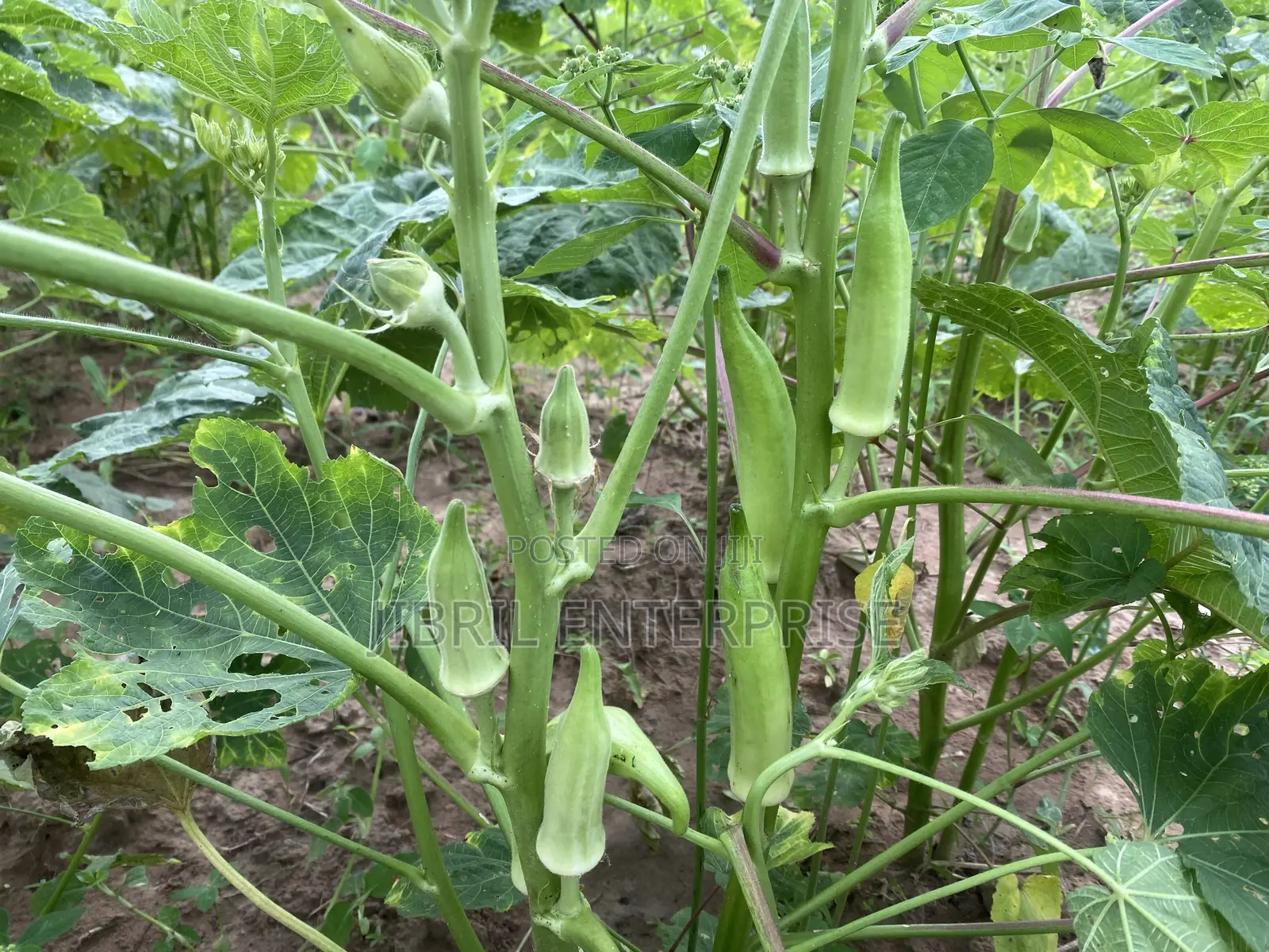 Angola Okro, African Spineless Okro (Abelmoscus Esculentus)