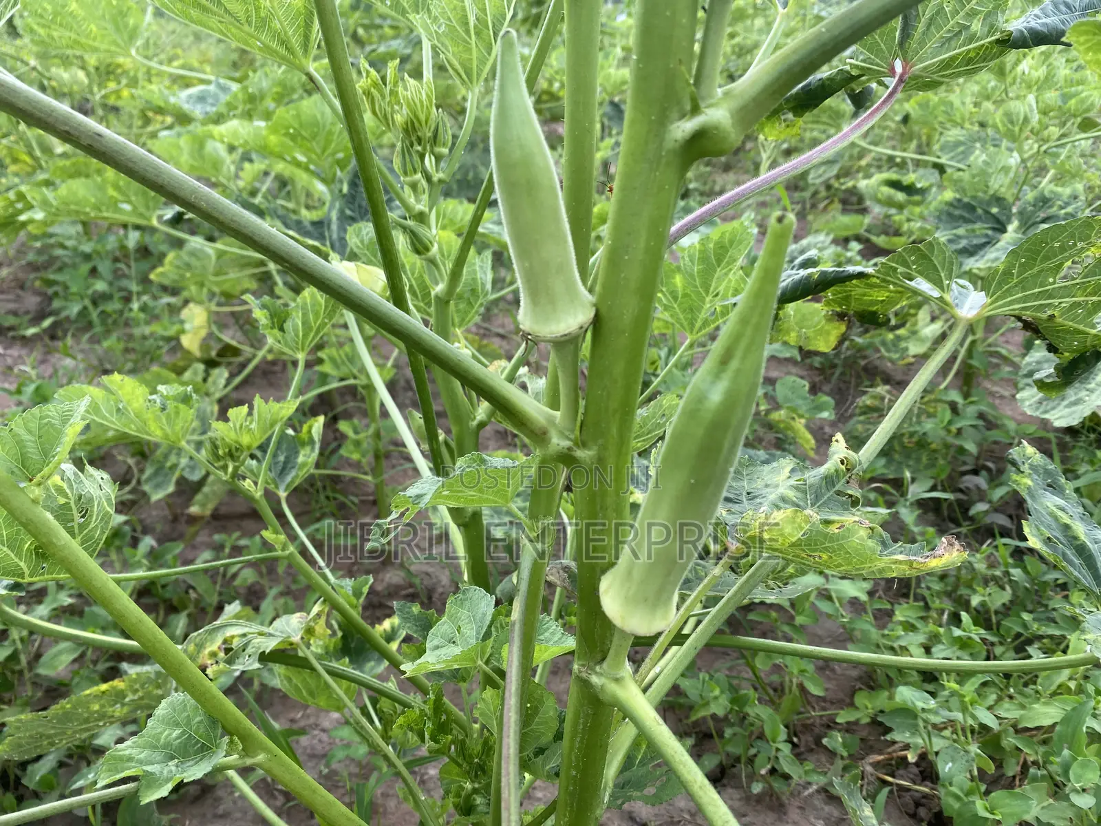 Angola Okro, African Spineless Okro (Abelmoscus Esculentus)