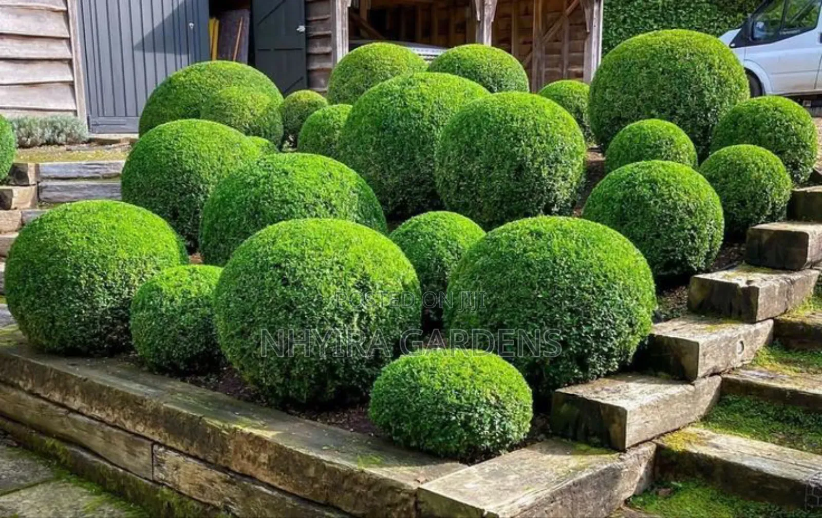 Shaped Plants for Sale