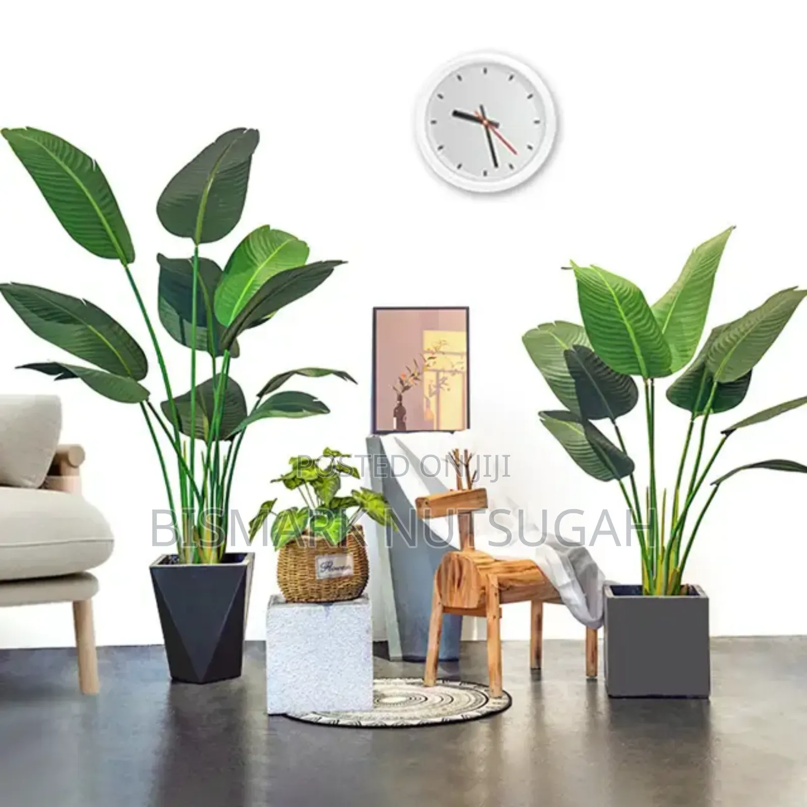 Flower Plant For Sale