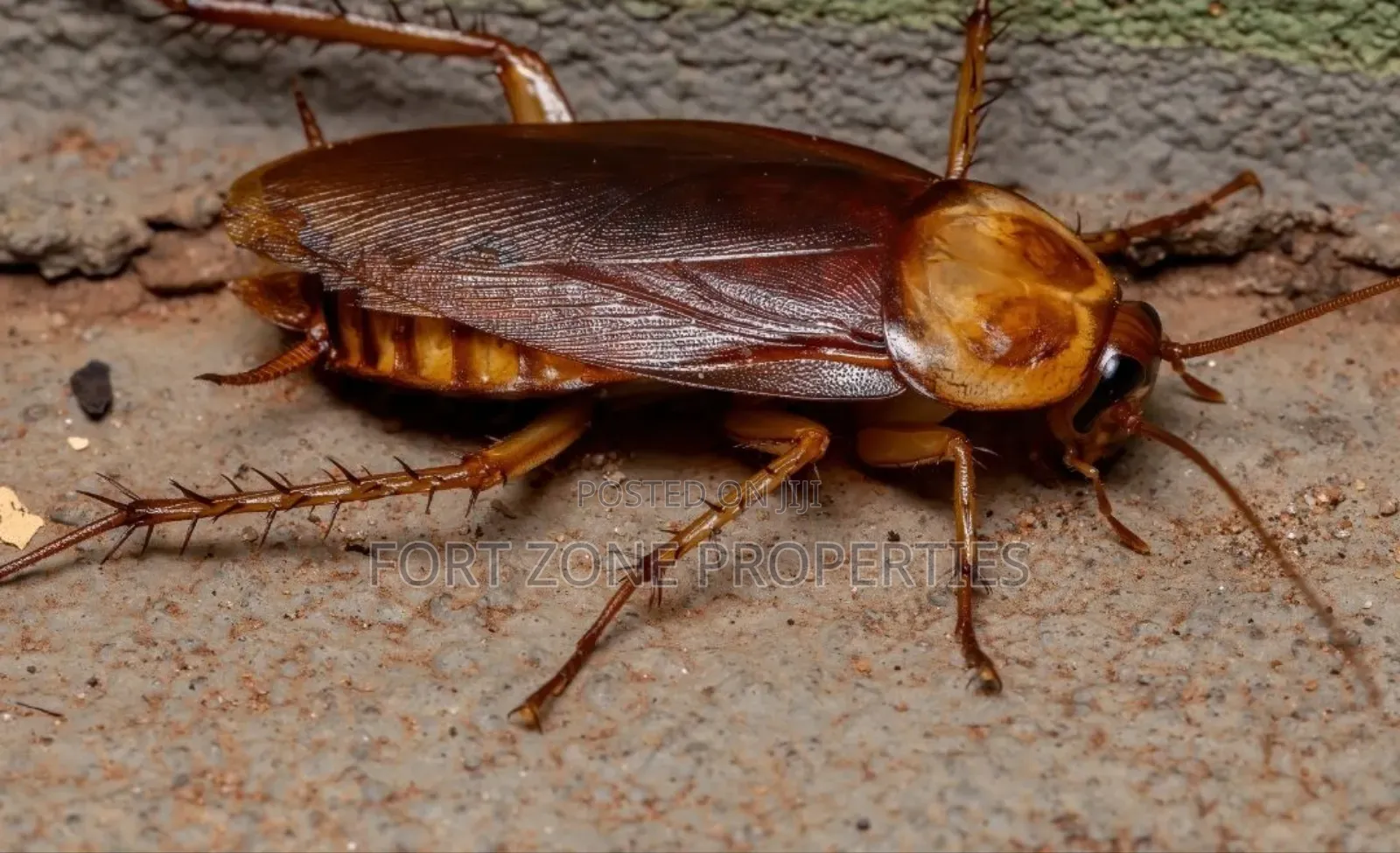 Fumigation All Homes and Offices