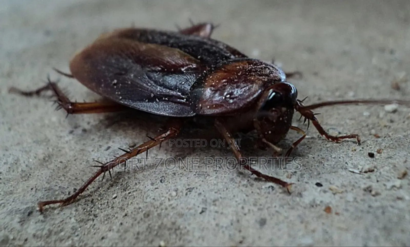 Fumigation All Homes and Offices