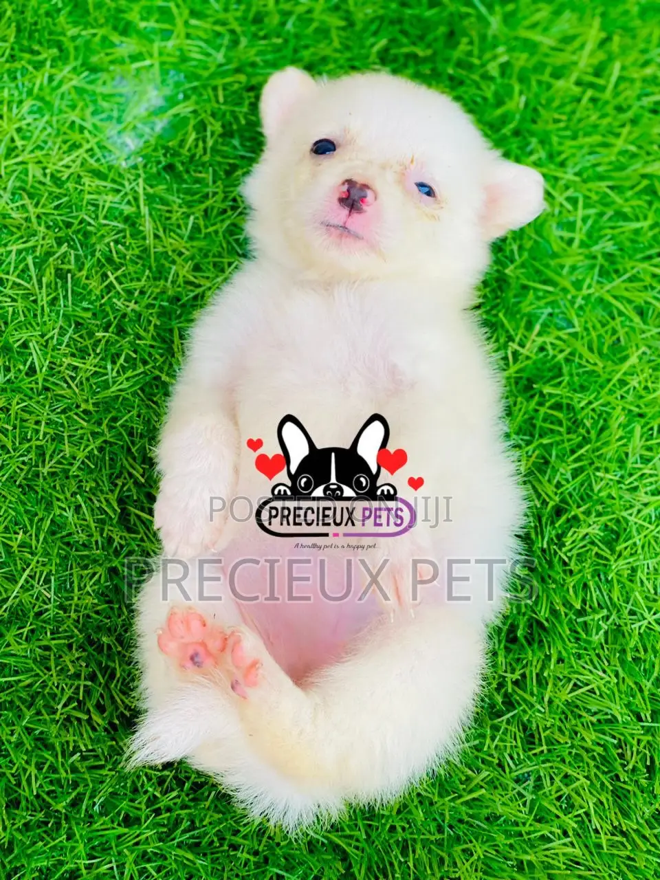 0-1 month Female Purebred American Eskimo