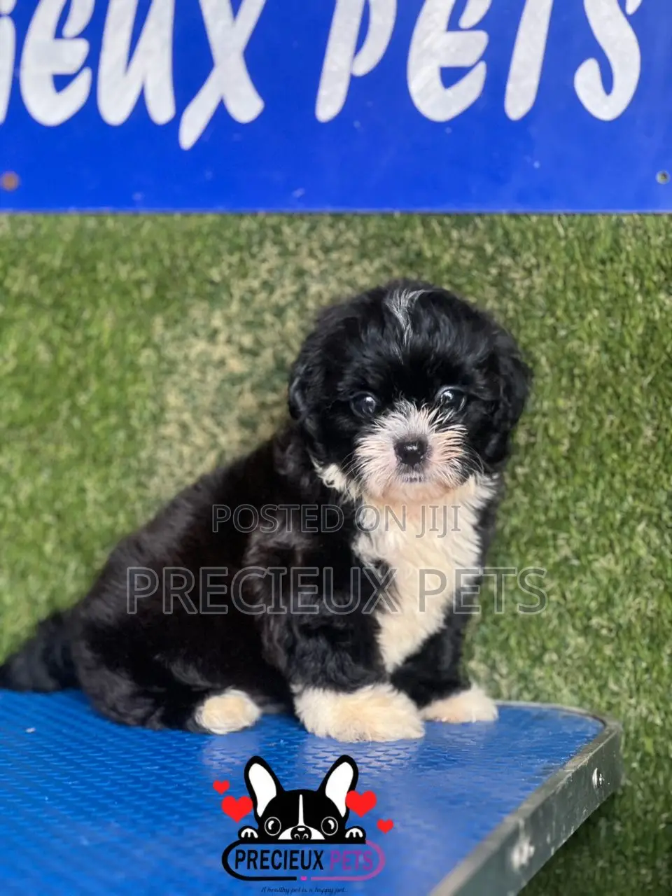 1-3 months Female Purebred Shih Tzu