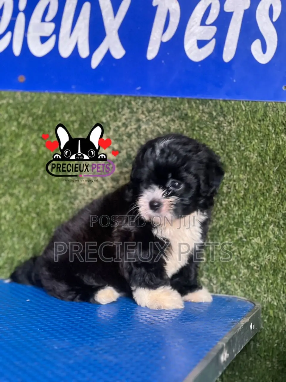 1-3 months Female Purebred Shih Tzu