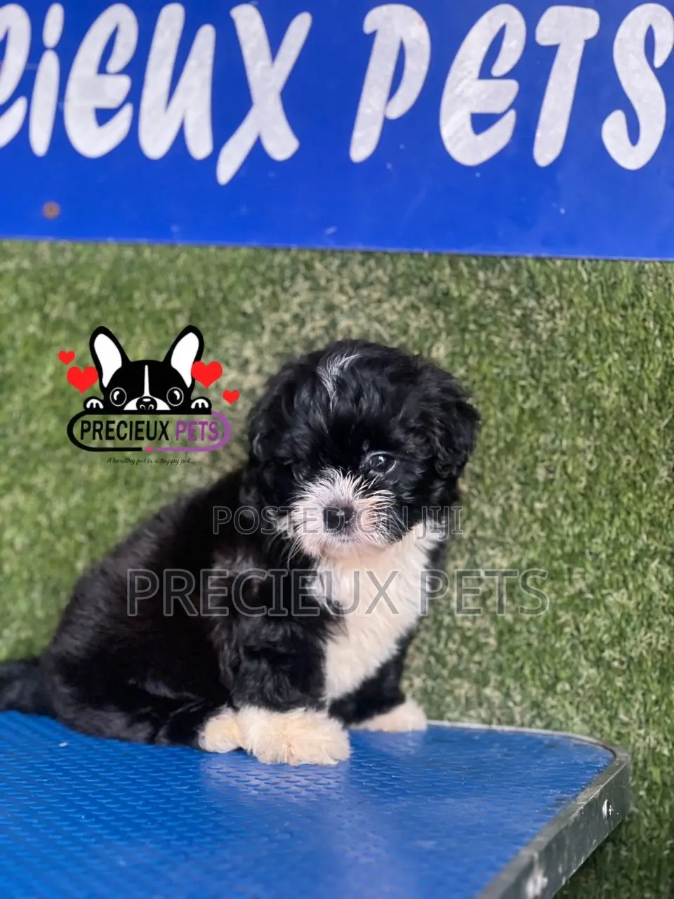 1-3 months Female Purebred Shih Tzu