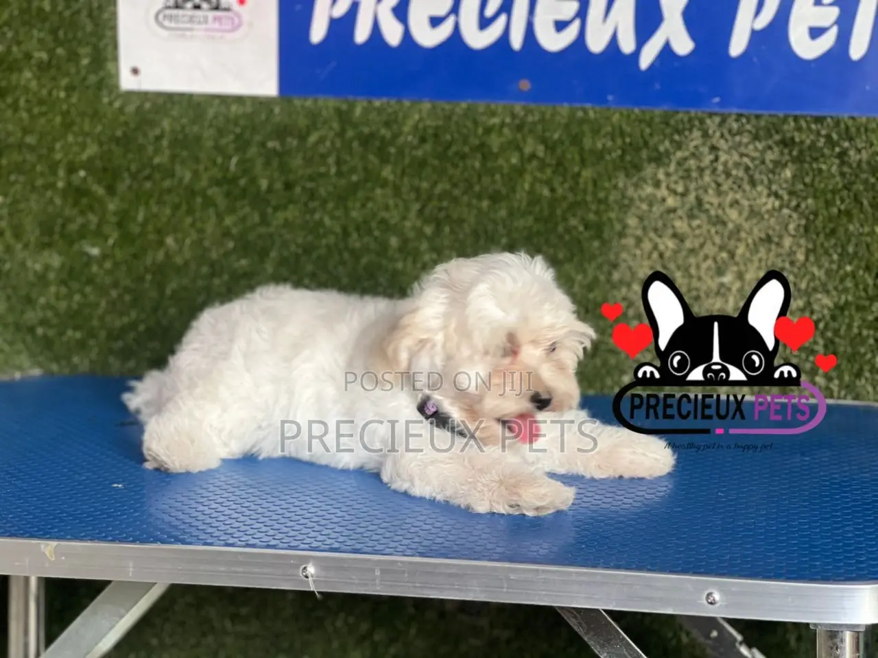 1-3 months Female Purebred Poodle