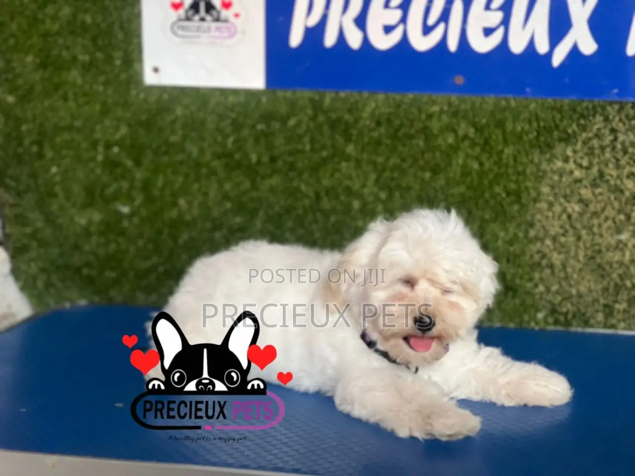 1-3 months Female Purebred Poodle