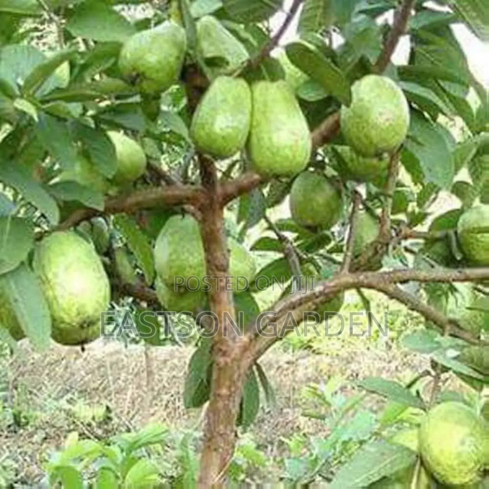 Jumbo Guava Seedlings
