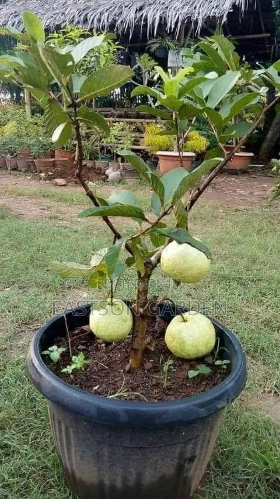 Jumbo Guava Seedlings