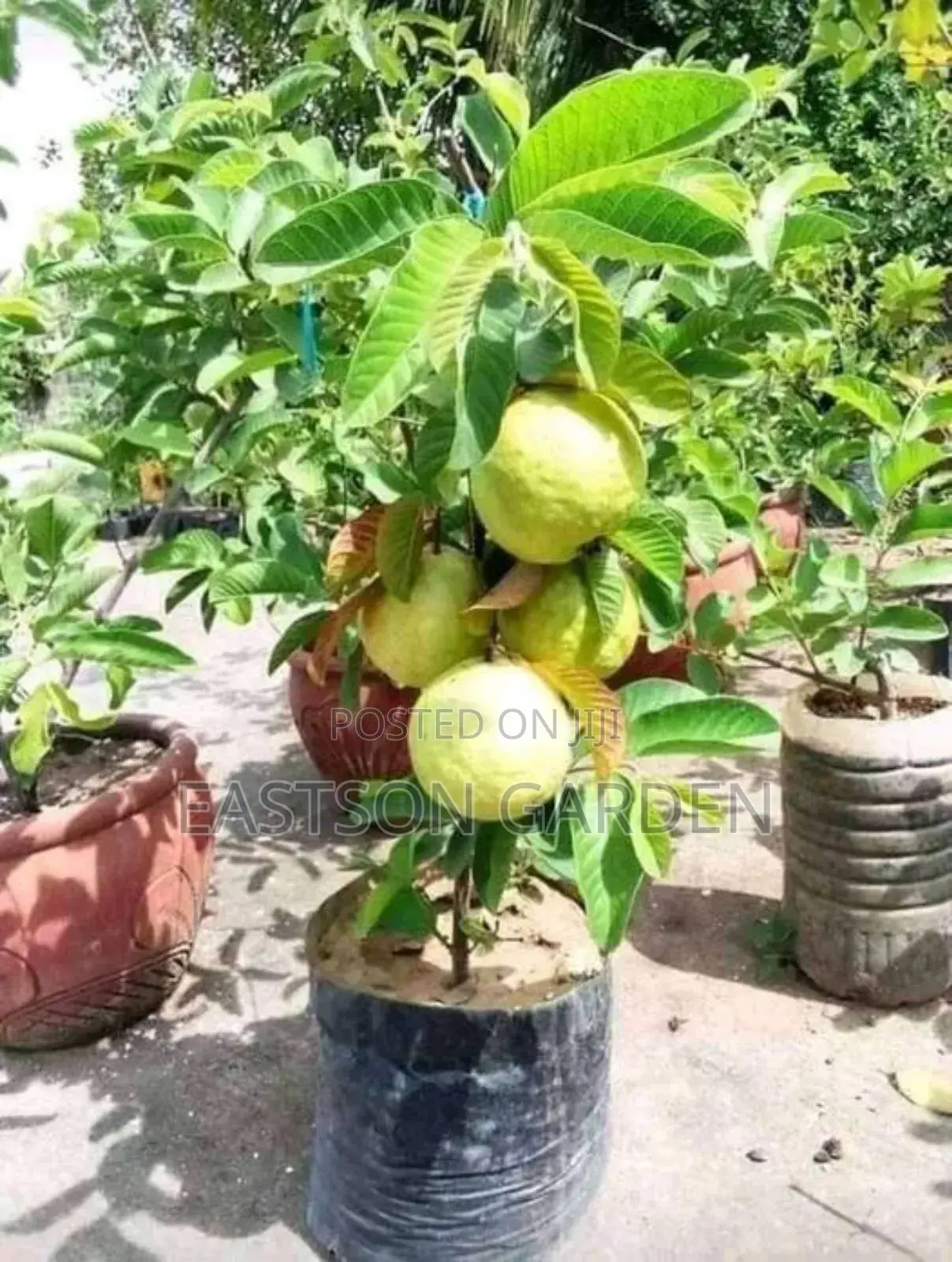Jumbo Guava Seedlings