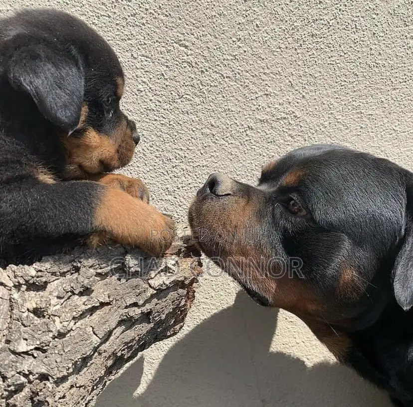 1-3 months Male Purebred Rottweiler