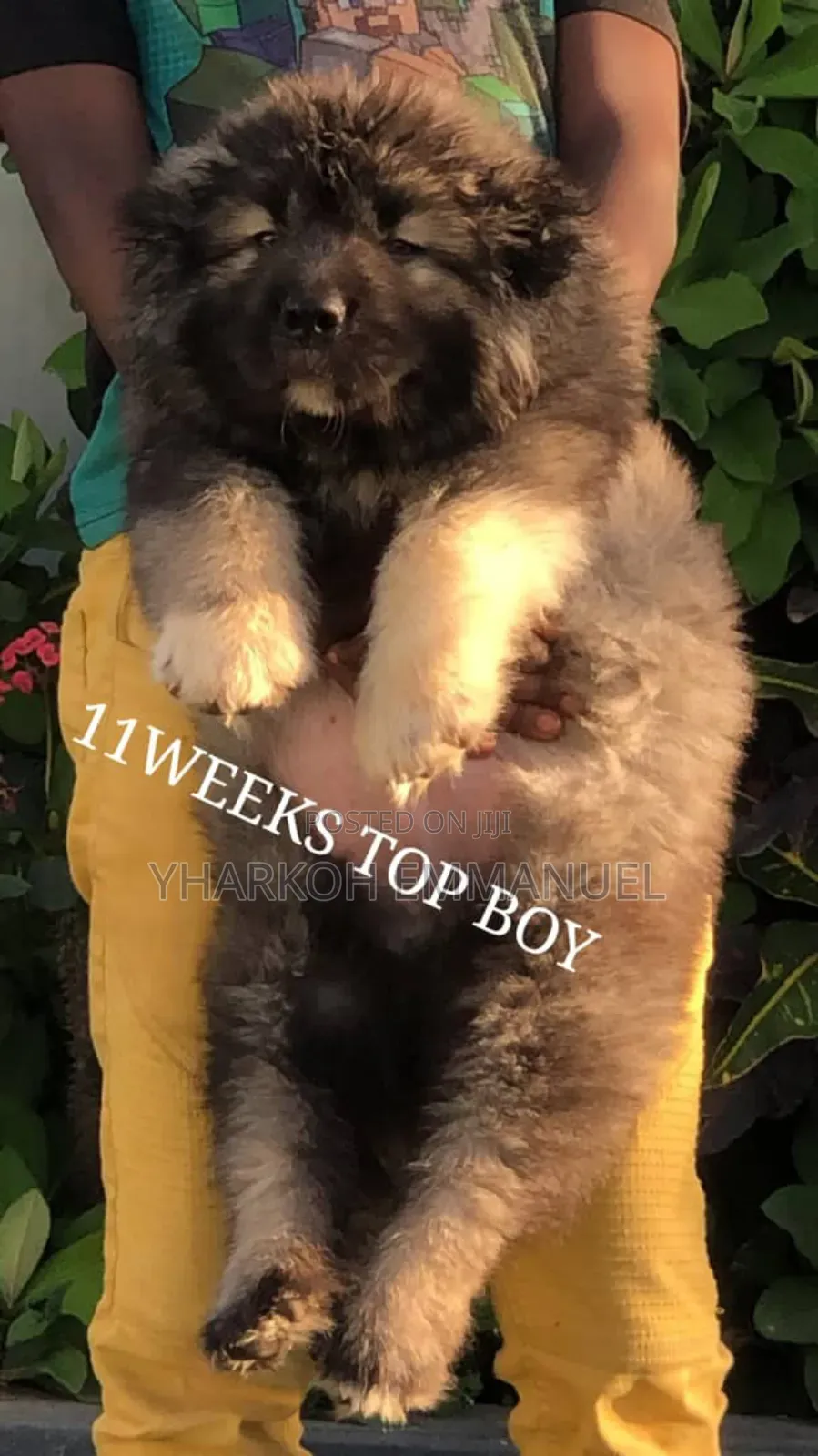 1-3 months Female Purebred Caucasian Shepherd