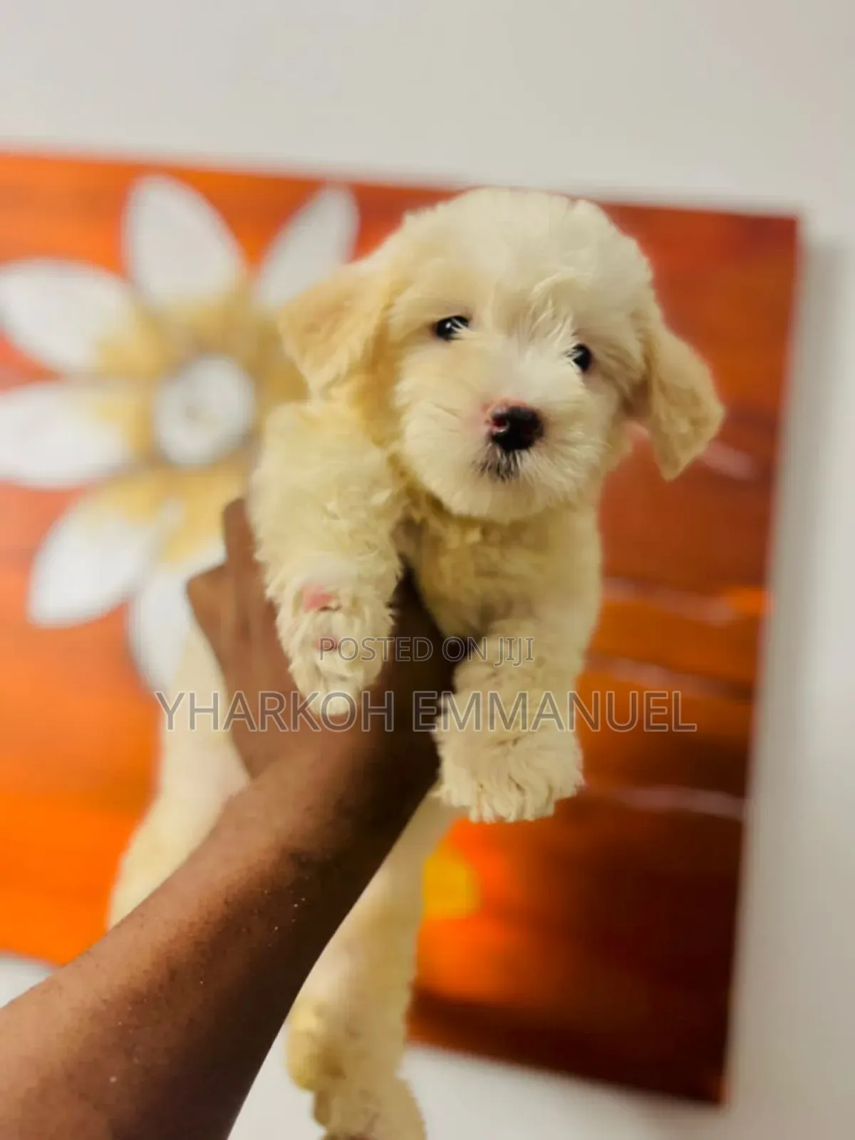1-3 months Male Purebred Poodle