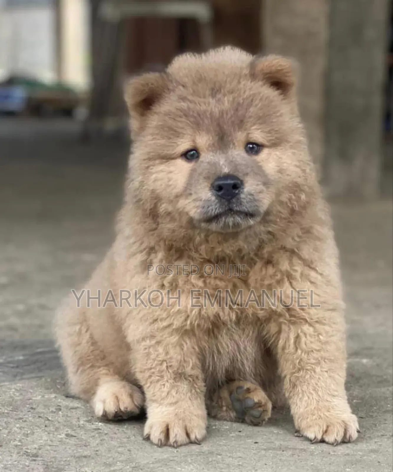 1-3 months Female Purebred Chow Chow