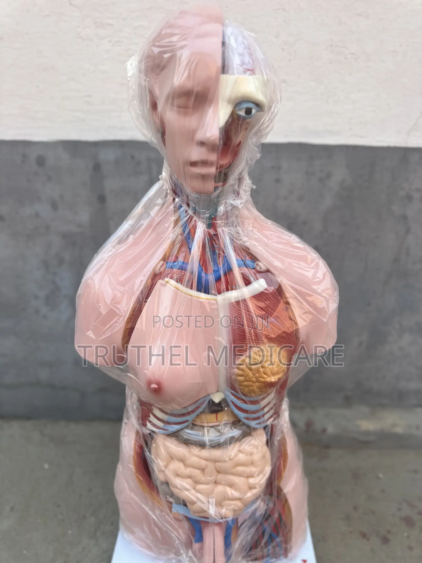 Full Human Torso Anatomy - 23parts (Unisex)