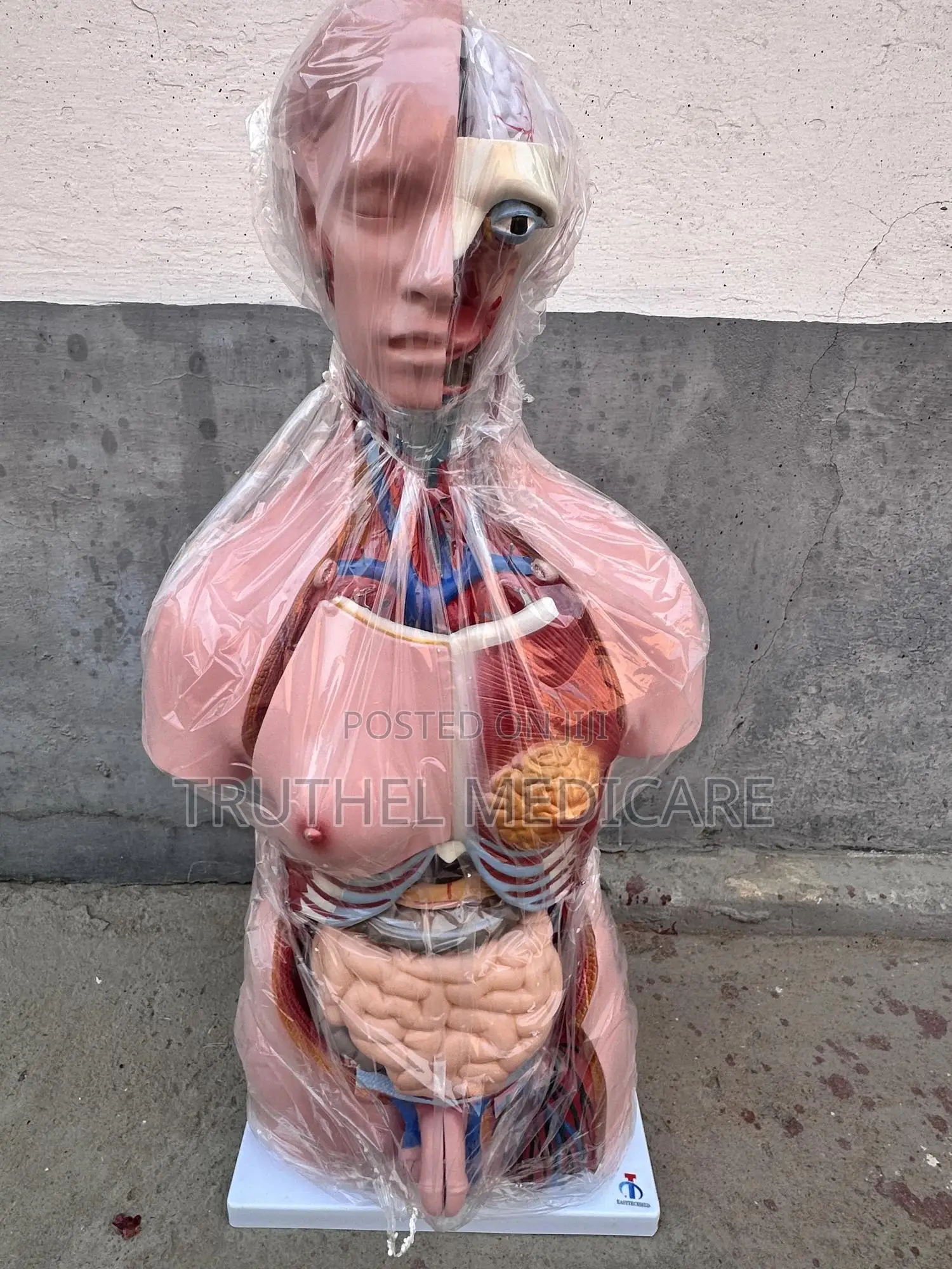 Full Human Torso Anatomy - 23parts (Unisex)