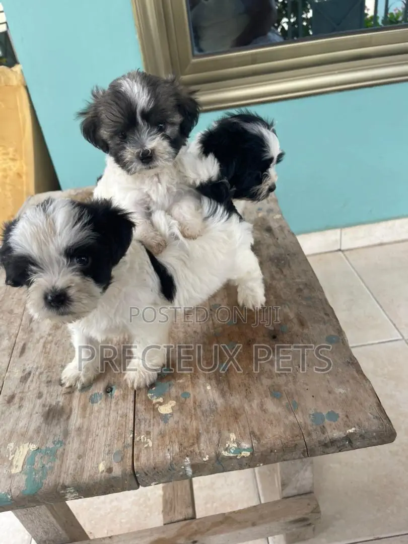 1-3 months Male Mixed Breed Maltipoo