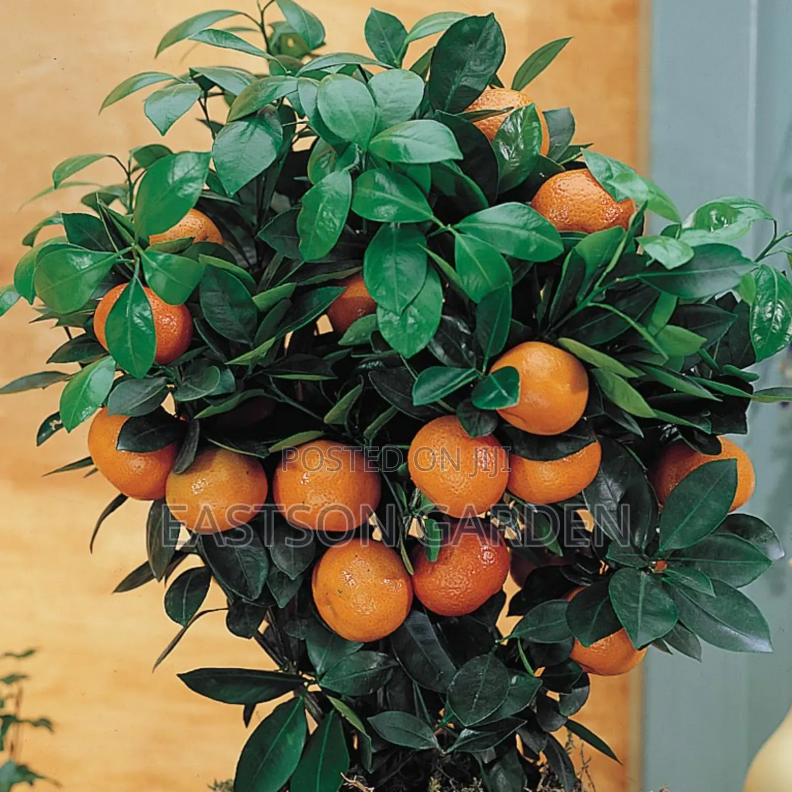 Dwarf Hybrid Orange Seedlings