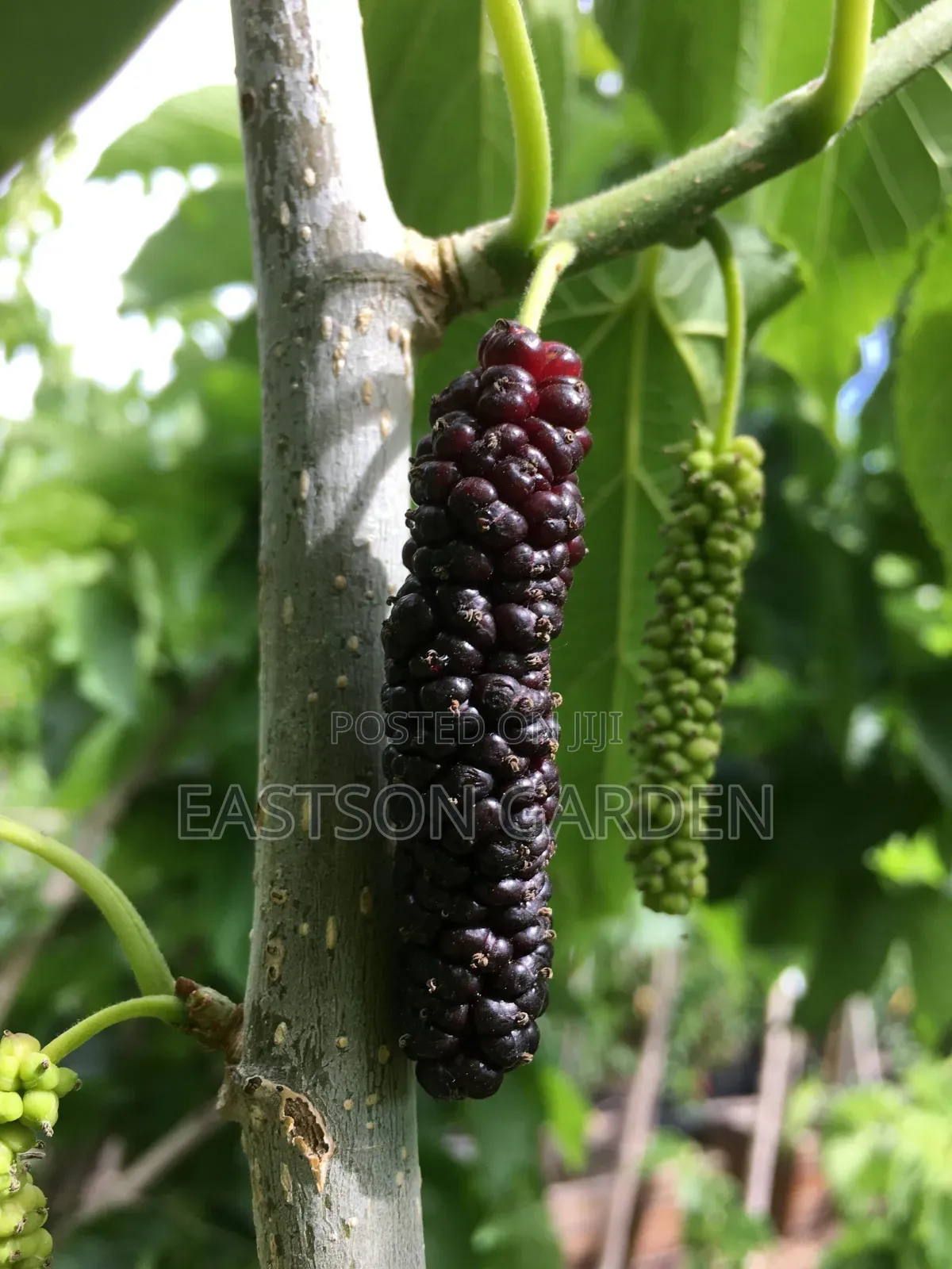Hybrid Mulberry Seedlings