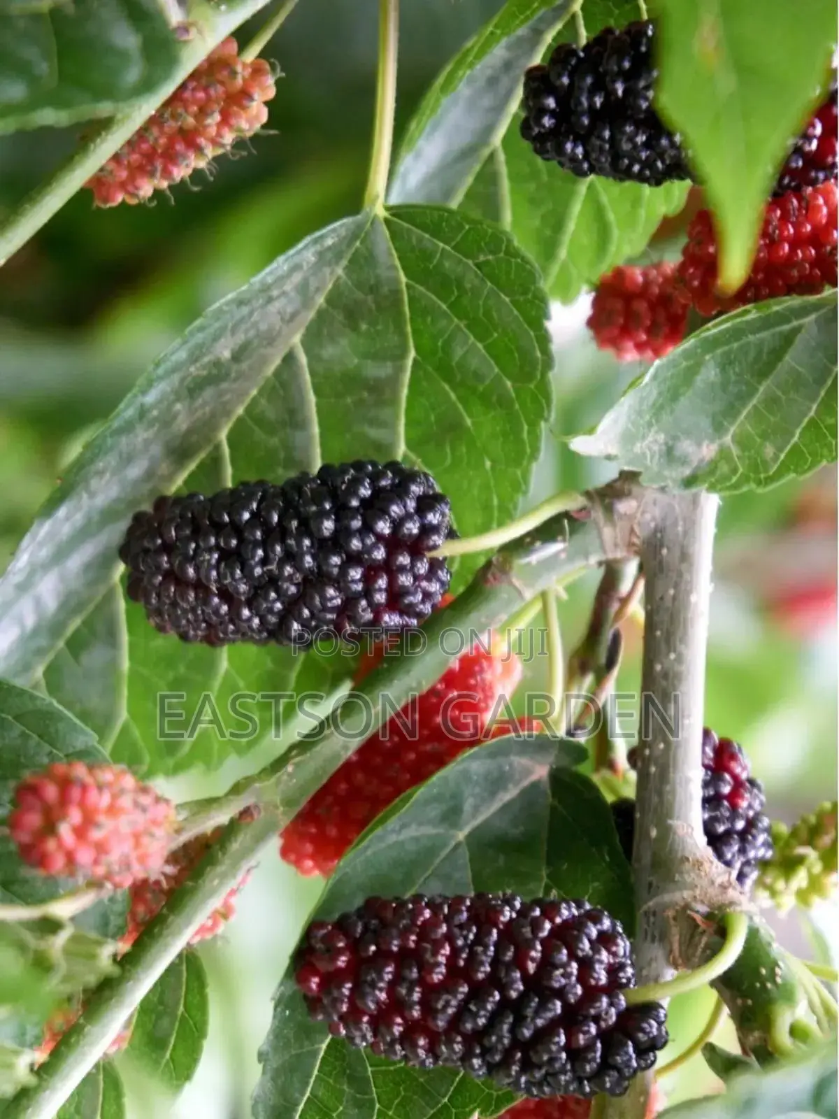 Hybrid Mulberry Seedlings