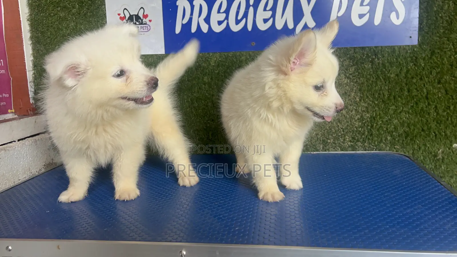 1-3 months Male Purebred American Eskimo